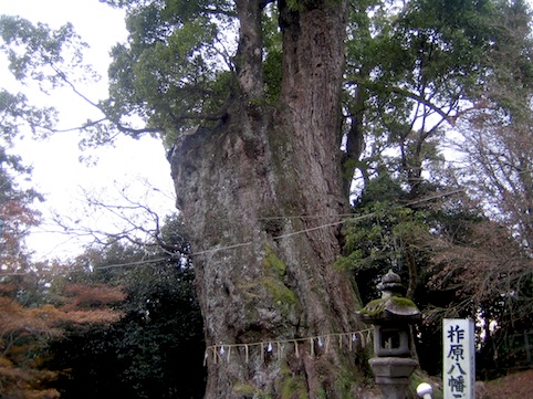 樹齢3000年