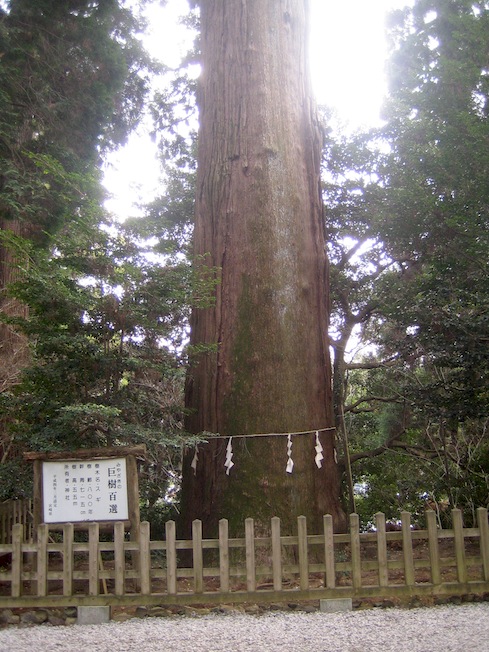 高千穂宮の大杉