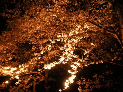 夙川の夜桜