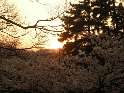 夕陽の中の桜