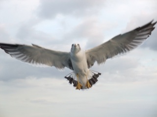 DSCF2085.jpg