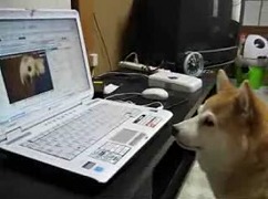 柴犬とパソコンの中のネコ