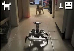 犬vs節足ロボット Roboquad