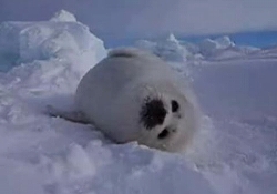 アザラシの赤ちゃん　Seal Pup