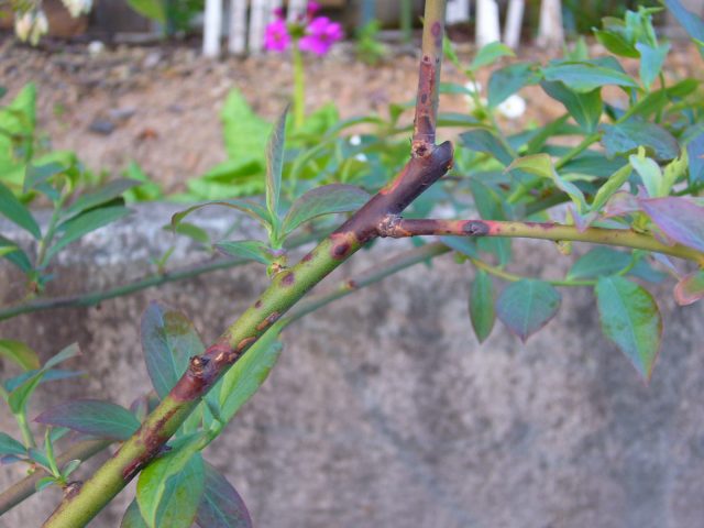 ブルーベリー クレマチス チョコレート色の枝 ティフブルー