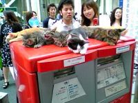 志村由美と同じ大きさの郵便ポストに仔猫が乗る