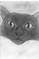神田朱未さんの愛猫リオの鉛筆画