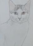 日本猫・金目銀目・猫の絵・鉛筆画