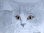 [猫の鉛筆画・絵]ブリティッシュ・ショートヘア