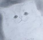猫の絵、鉛筆画ペルシャホワイト