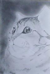 猫の絵・鉛筆画、習作２