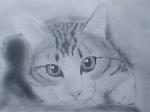 猫の鉛筆画、テト