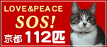 京都和束・多頭飼育崩壊112匹の猫たち