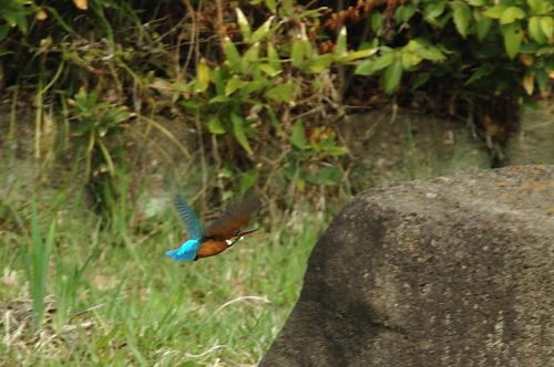 DSC_4061L.jpg