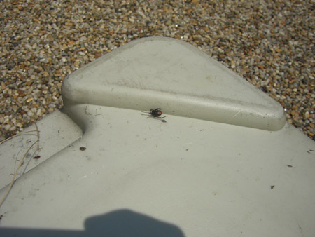セアカゴケグモを家の前で発見！！
