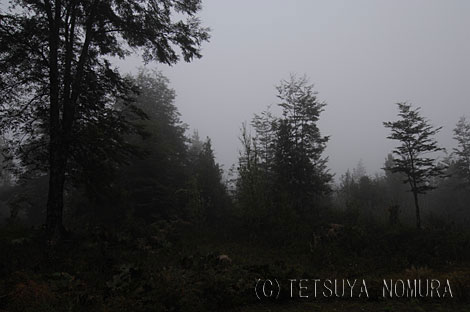 霧の森(c)
