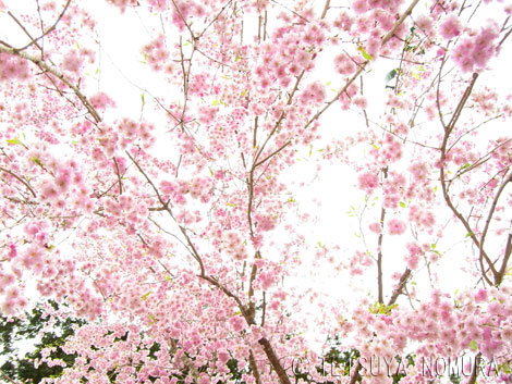 桜の世界(c)