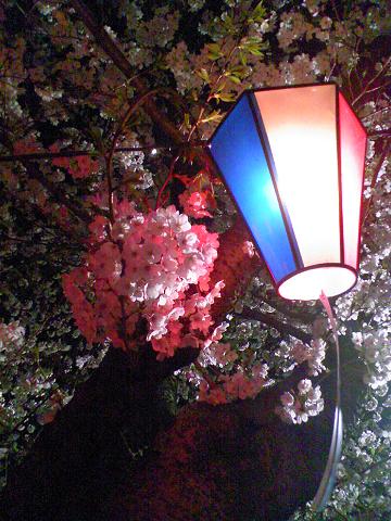 夜桜１