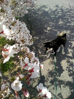 犬と桜２