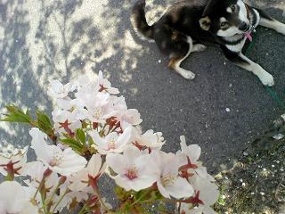 犬と桜１