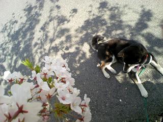 犬と桜３