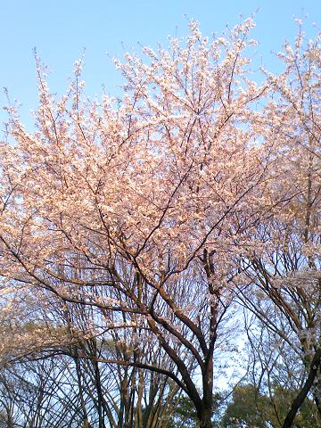 夕の桜