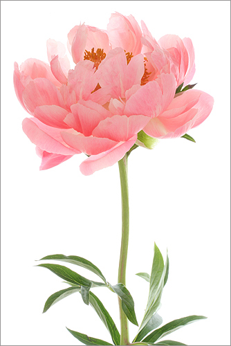 pink flower3