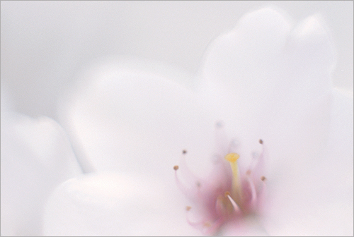 white flower3