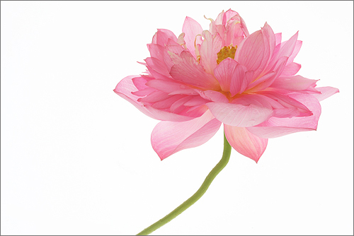 pink flower5
