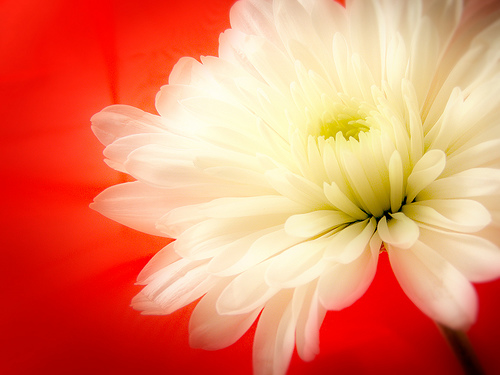 white flower4