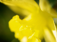 yellow flower2