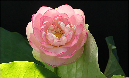 pink flower8