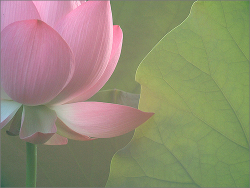 pink lotus7