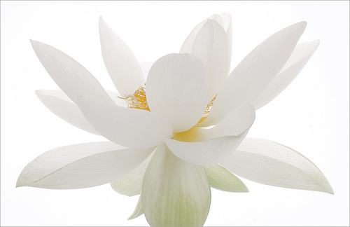 white lotus4