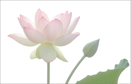pink lotus9