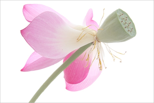 pink lotus10