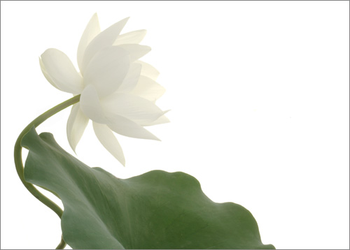 white lotus5