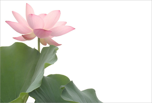 pink lotus11