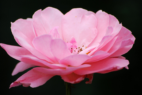 pink flower9