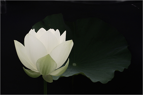 white lotus6