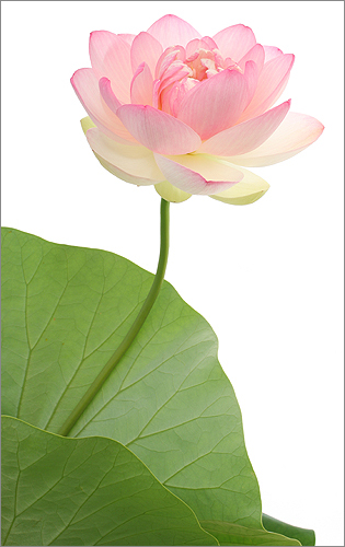 pink lotus12