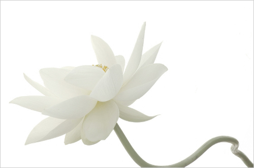 white lotus8