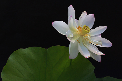 white lotus9