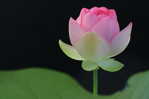 pink lotus14