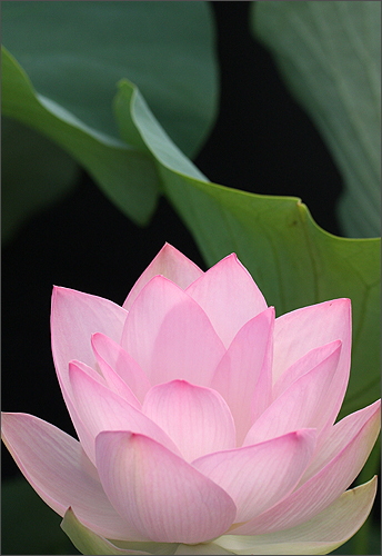 pink lotus16