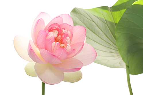 lotus flower2