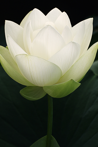 white lotus10