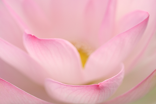 pink lotus17