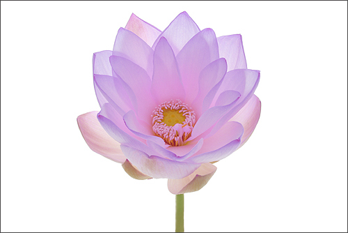 lotus flower3
