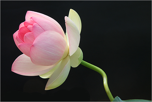lotus flower5